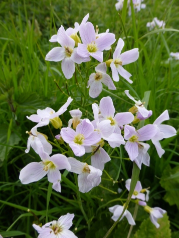 Cuckoo flower (Cardamine pratensis) - also known as ladies smock), this species is a typical meadow wildflower, especially found on moist soils - Rainbow Wood Fields